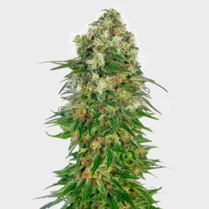 Shiva Skunk Automatic 3 Seeds + 1 FOR FREE