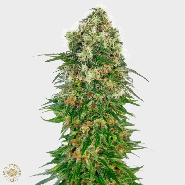 Shiva Skunk Automatic 3 Seeds + 1 FOR FREE