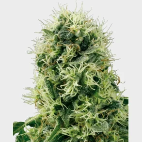 Pure Power Plant Feminized 3 Seeds + 1 for free