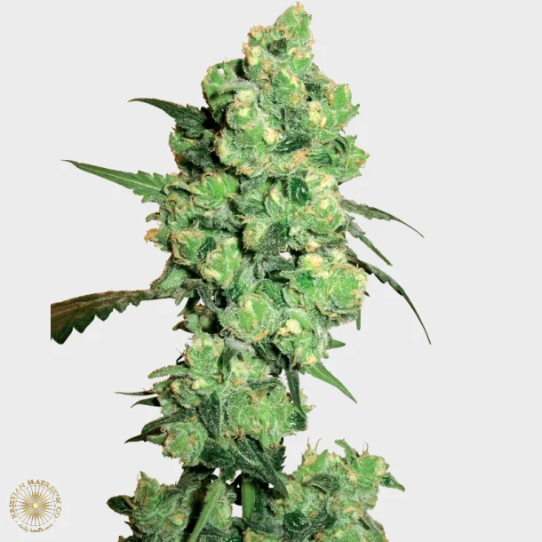 Super Skunk Regular 10 Seeds