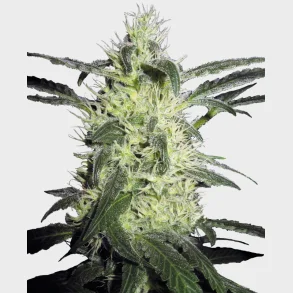 Silver Haze Feminized 3 Seeds + 1 for free