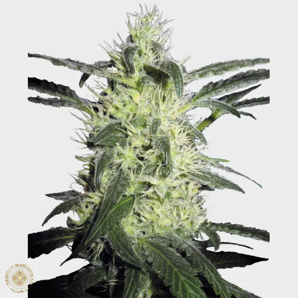 Silver Haze Feminized 3 Seeds + 1 for free