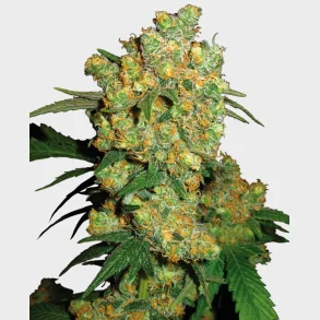 Big Bud Feminized 3 Seeds + 1 for free