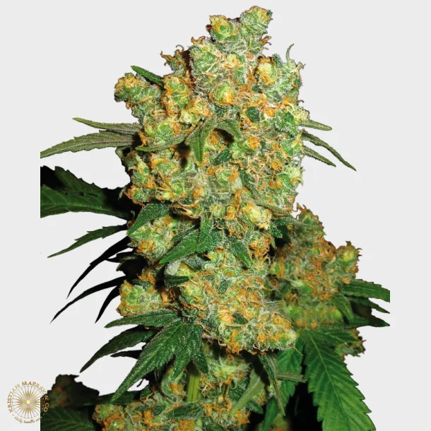 Big Bud Feminized 3 Seeds + 1 for free