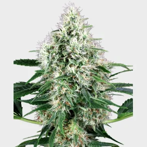 Pure Power Plant Automatic 3 Seeds + 1 for free