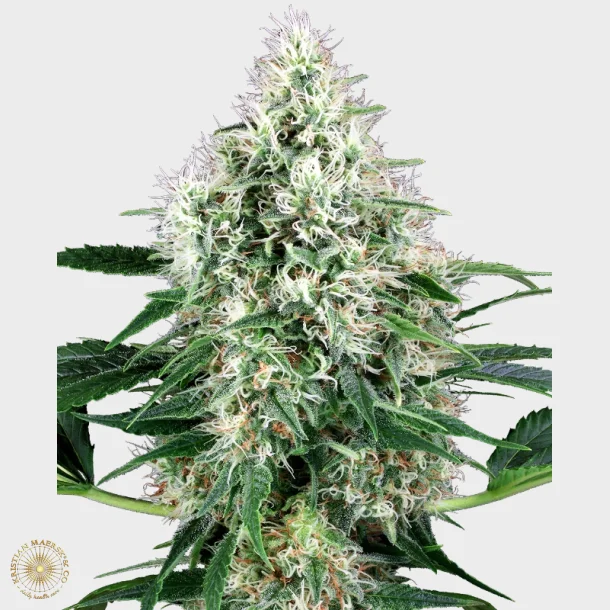 Pure Power Plant Automatic 3 Seeds + 1 for free