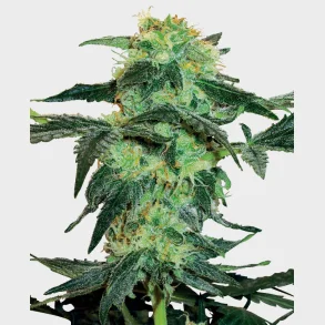 White Ice Feminized 3 Seeds + 1 for free