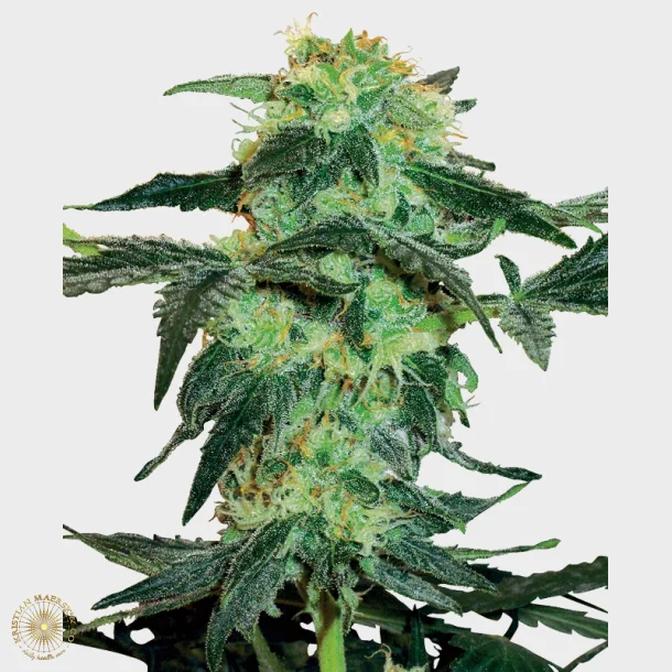 White Ice Feminized 3 Seeds + 1 for free