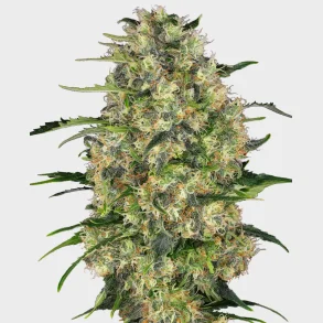 Black Domina Feminized 3 Seeds + 1 for free