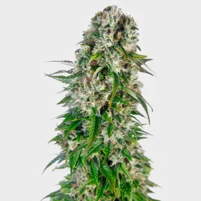 Big Bud Automatic 3 Seeds + 1 for free