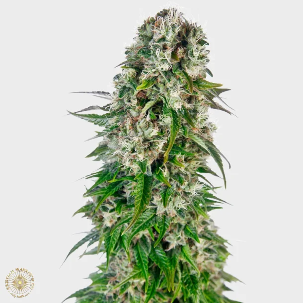 Big Bud Automatic 3 Seeds + 1 for free