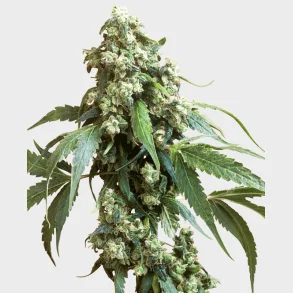 Jack Flash #5 Feminized 3 Seeds + 1 for free