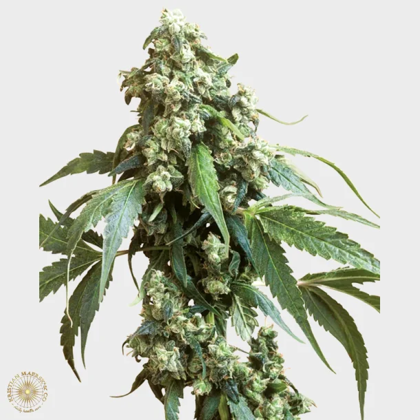 Jack Flash #5 Feminized 3 Seeds + 1 for free