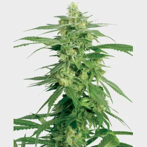 Hollands Hope Regular 10 Seeds