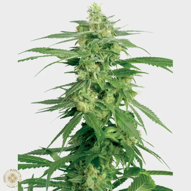 Hollands Hope Regular 10 Seeds