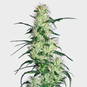 Purple Haze Feminized 3 Seeds + 1 for free
