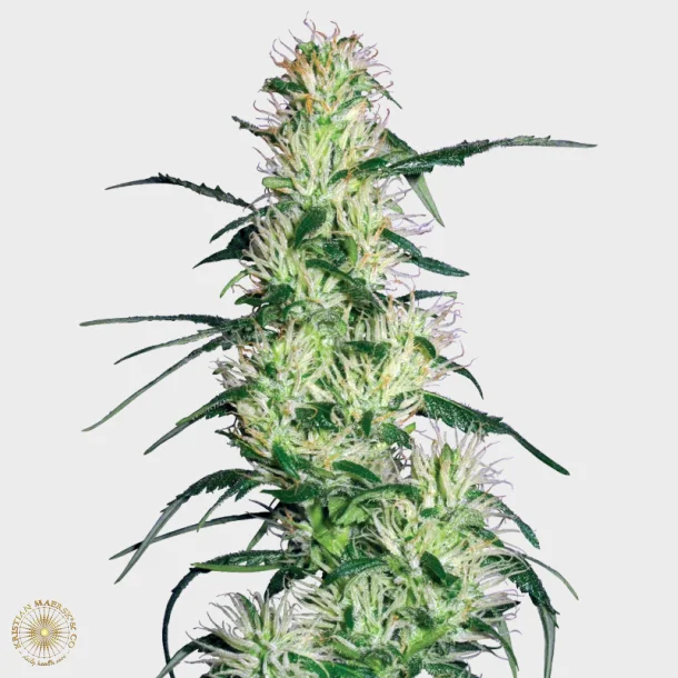 Purple Haze Feminized 3 Seeds + 1 for free