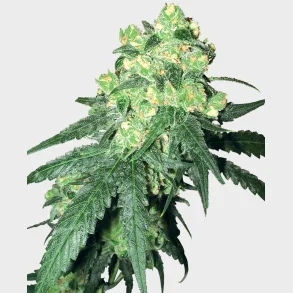 White Rhino Regular 10 Seeds