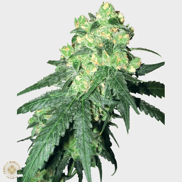 White Rhino Regular 10 Seeds
