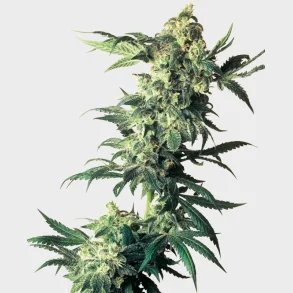 Northern Lights Feminized 3 Seeds + 1 for free
