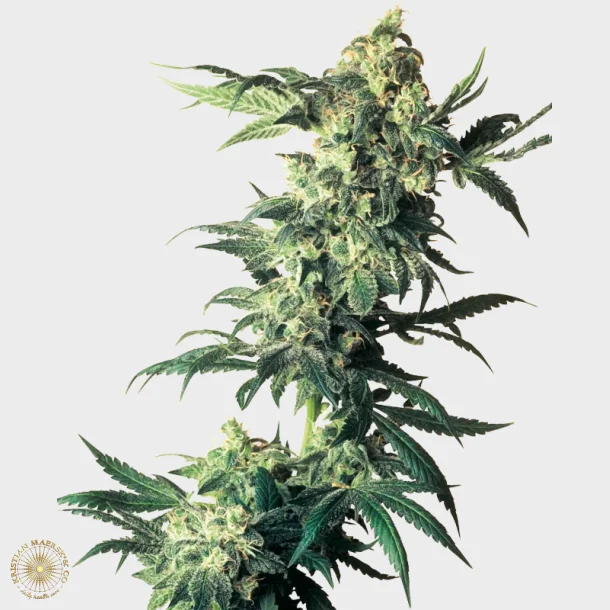 Northern Lights Feminized 3 Seeds + 1 for free