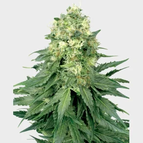 White Widow Regular 10 Seeds