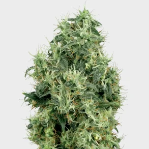 White Gold Feminized 3 Seeds + 1 for free