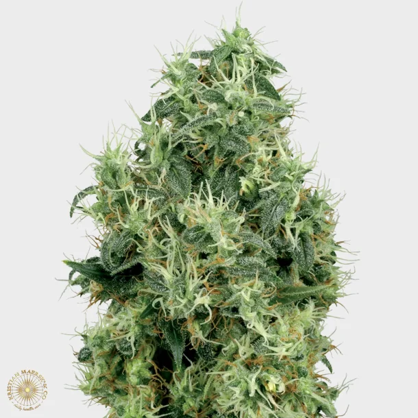 White Gold Feminized 3 Seeds + 1 for free