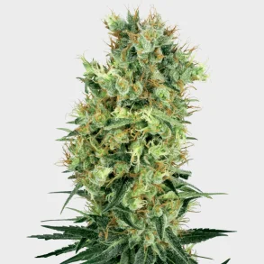 Cali Orange Bud Regular 10 Seeds