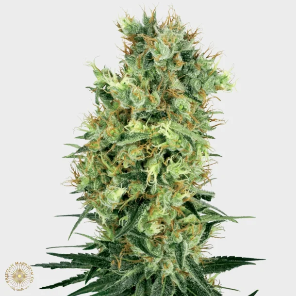 Cali Orange Bud Regular 10 Seeds