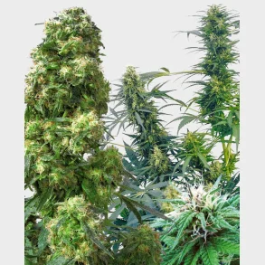Outdoor Mix Regular Seeds 25 Seeds +5 for free