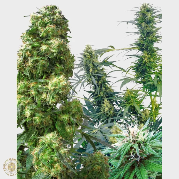 Outdoor Mix Regular Seeds 25 Seeds +5 for free