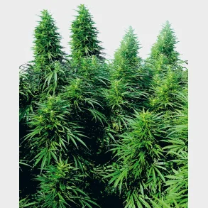Ruderalis Skunk Regular 10 Seeds