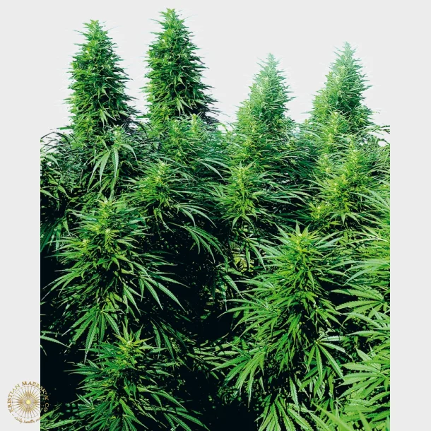 Ruderalis Skunk Regular 10 Seeds