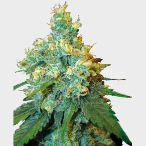 Jack Herer Feminized 3 Seeds + 1 for free