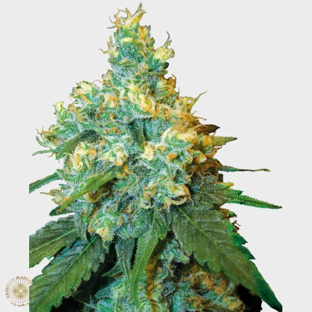Jack Herer Feminized 3 Seeds + 1 for free