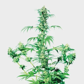 Early Girl Regular 10 Seeds