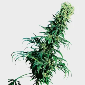 Early Pearl Regular 10 Seeds