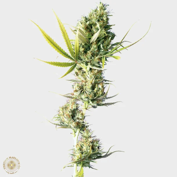 Durban Regular 10 Seeds