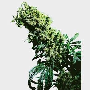 Northern Lights #5 x Haze Feminized 3 Seeds + 1 for free