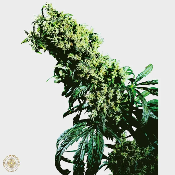 Northern Lights #5 x Haze Feminized 3 Seeds + 1 for free