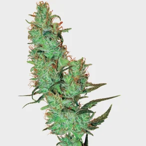 Jack Herer Regular 10 Seeds