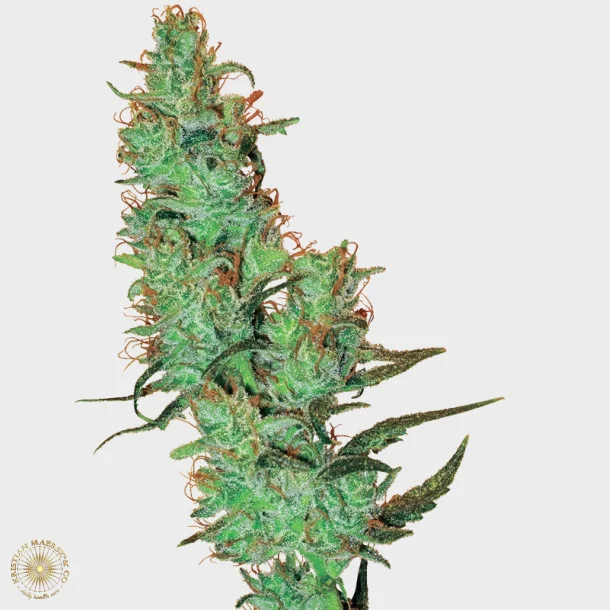 Jack Herer Regular 10 Seeds