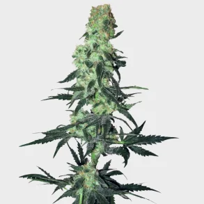 Amnesia White Regular 10 Seeds