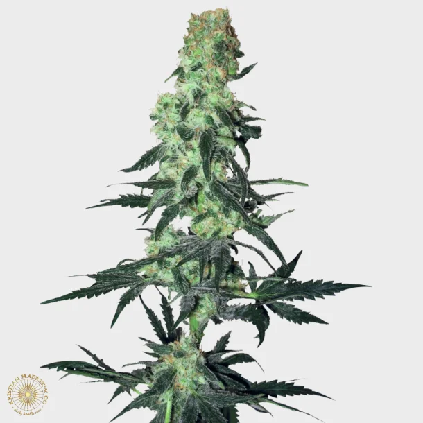 Amnesia White Regular 10 Seeds