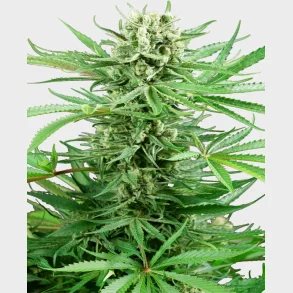 Papi Chulo OG Feminized 3 Seeds + 1 for free