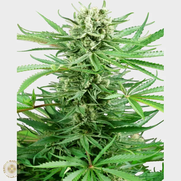 Papi Chulo OG Feminized 3 Seeds + 1 for free
