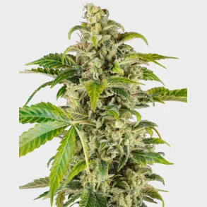 Sweet & Sour Cream Automatic 3 Seeds + 1 for free