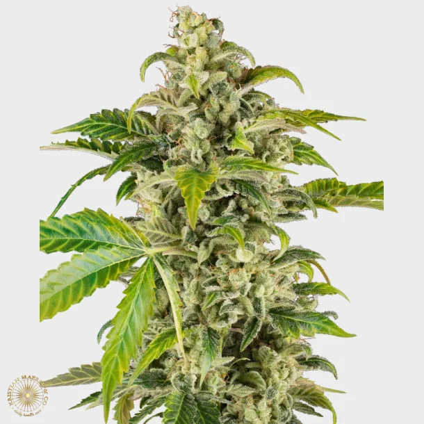 Sweet &amp; Sour Cream Automatic 3 Seeds + 1 for free