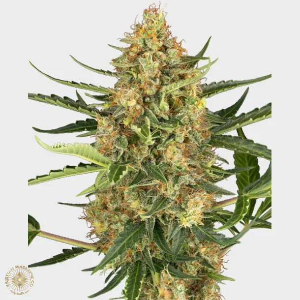 Blueberry Bubblegum Automatic 3 Seeds + 1 for free